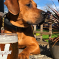 Brewery Events in Clackamas County, Oregon: Can You Bring Your Dog?